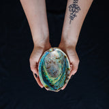 Abalone schelp